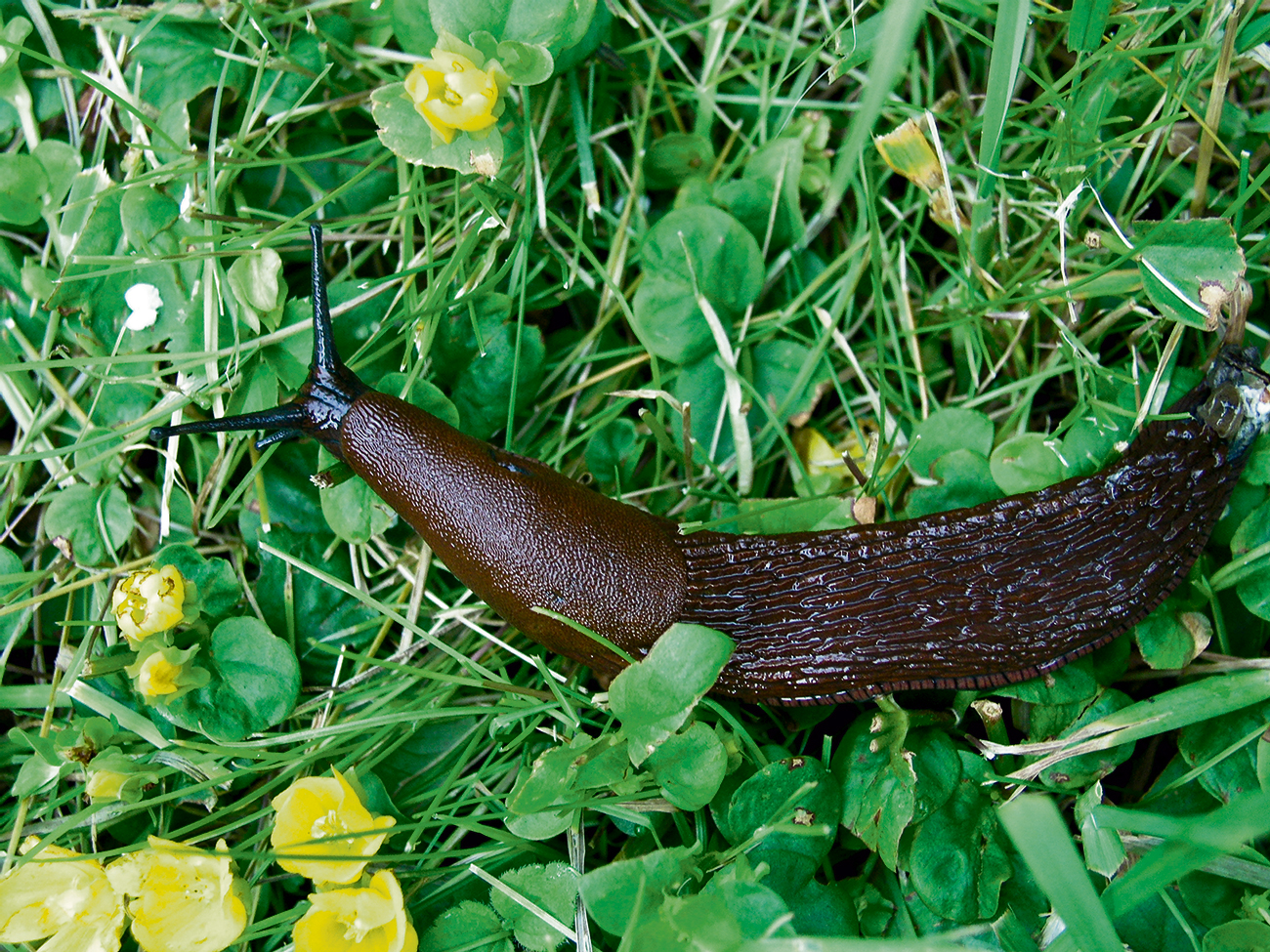 Nacktschnecke, Arion vulgaris